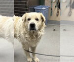 MAYONNAISE - Male Great Pyrenees Dog for Adoption - Small photo