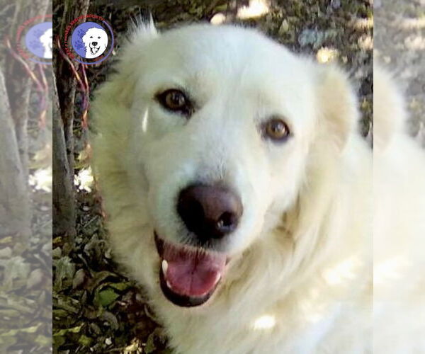 Medium Photo #1 Great Pyrenees Puppy For Sale in Spring, TX, USA