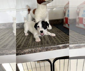 Jack Russell Terrier Puppy for sale in BELLE, MO, USA