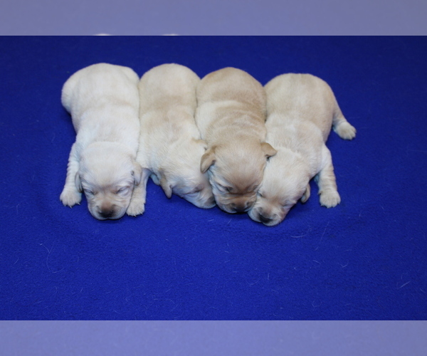 Medium Photo #3 Labrador Retriever Puppy For Sale in BARDSTOWN, KY, USA