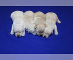 Small #2 Labrador Retriever