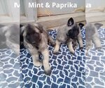Small Photo #14 German Shepherd Dog-Unknown Mix Puppy For Sale in Apple Valley, CA, USA