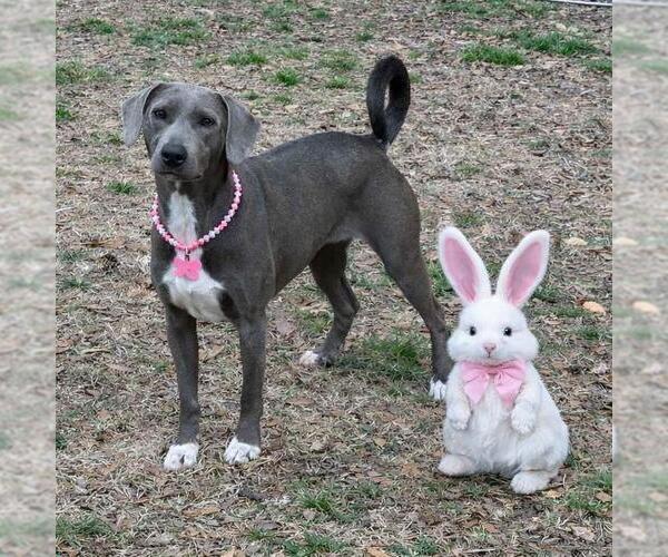 Medium Photo #4 Unknown-Weimaraner Mix Puppy For Sale in Yardley, PA, USA