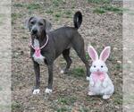 Small #3 Weimaraner Mix