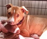 Small #2 American Pit Bull Terrier Mix