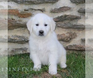 English Cream Golden Retriever Puppy for sale in CHRISTIANA, PA, USA