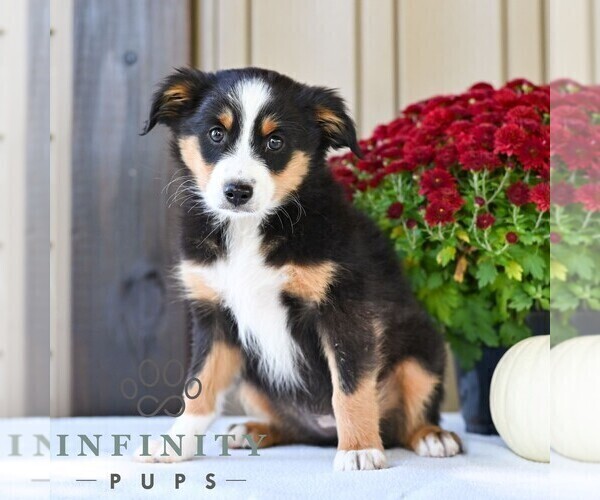 Medium Photo #4 Miniature Australian Shepherd Puppy For Sale in REBERSBURG, PA, USA
