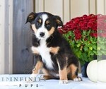 Brenda - Female Miniature Australian Shepherd Puppy for Sale - Photo #4
