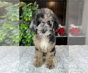 Labradoodle Puppy for sale in GREENWOOD, IN, USA