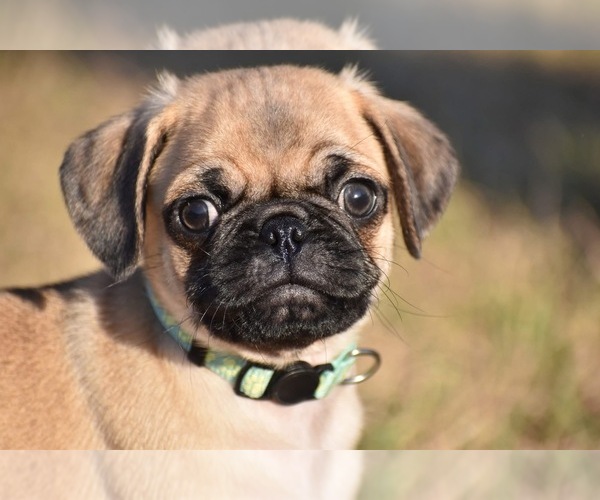 Medium Photo #1 Pug Puppy For Sale in PALM COAST, FL, USA
