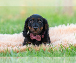 Small Photo #52 Dachshund Puppy For Sale in WARSAW, IN, USA