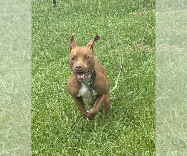 Medium Photo #5 American Pit Bull Terrier-Unknown Mix Puppy For Sale in Virginia Beach, VA, USA