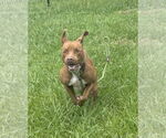Small #4 American Pit Bull Terrier Mix