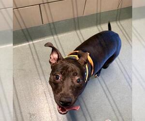 Mutt Dogs for adoption in Baytown, TX, USA