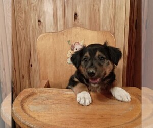English Shepherd Puppy for sale in FREDERICKSBRG, PA, USA