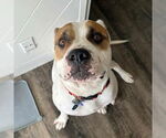 Small #2 Bulldog Mix