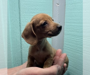 Dachshund Puppy for Sale in INDIANAPOLIS, Indiana USA