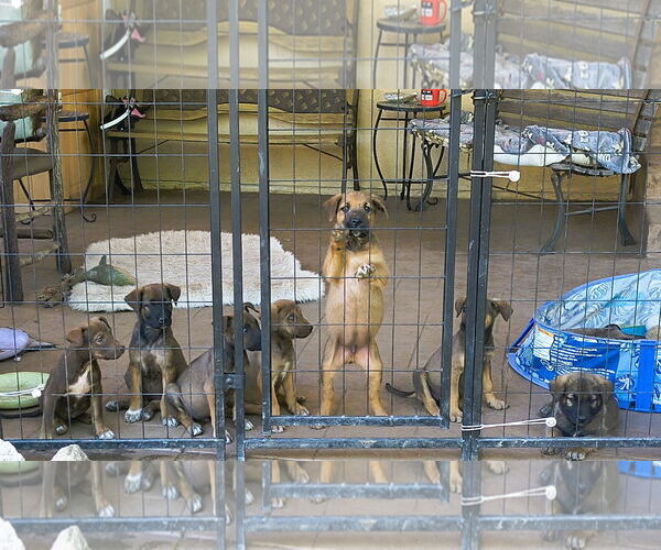 Medium Photo #3 Mutt Puppy For Sale in Fallbrook, CA, USA