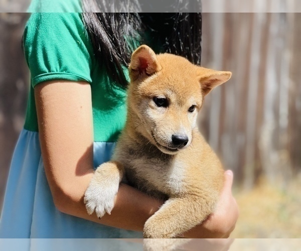 Medium Photo #7 Shiba Inu Puppy For Sale in FREMONT, CA, USA