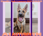 Small German Shepherd Dog Mix