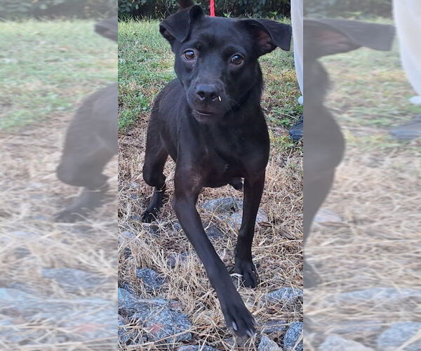 Medium Photo #1 Mutt Puppy For Sale in Wetumpka, AL, USA