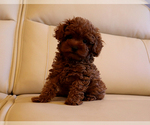Small #1 Poodle (Toy)