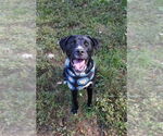 Small American Pit Bull Terrier-Labrador Retriever Mix
