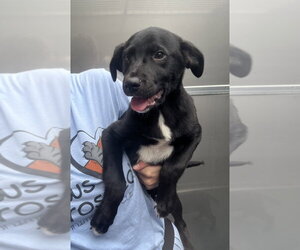 Collie-Unknown Mix Dogs for adoption in Elmsford, NY, USA