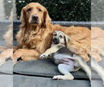Small #1 Labrador Retriever Mix