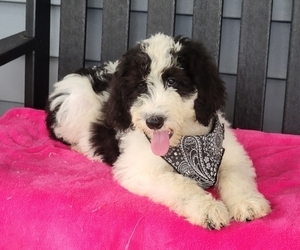 Sheepadoodle Puppy for sale in COSHOCTON, OH, USA