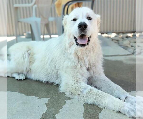 Medium Photo #2 Great Pyrenees Puppy For Sale in Sacramento, CA, USA