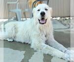 Small #1 Great Pyrenees