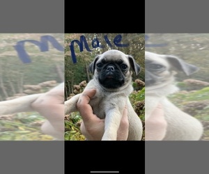 Pug Puppy for sale in WILLIAMSBURG, VA, USA