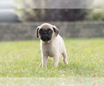 Small Photo #5 Pug Puppy For Sale in WARSAW, IN, USA
