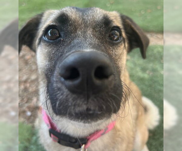 Medium Photo #4 Border Terrier-Pug Mix Puppy For Sale in Ventura, CA, USA