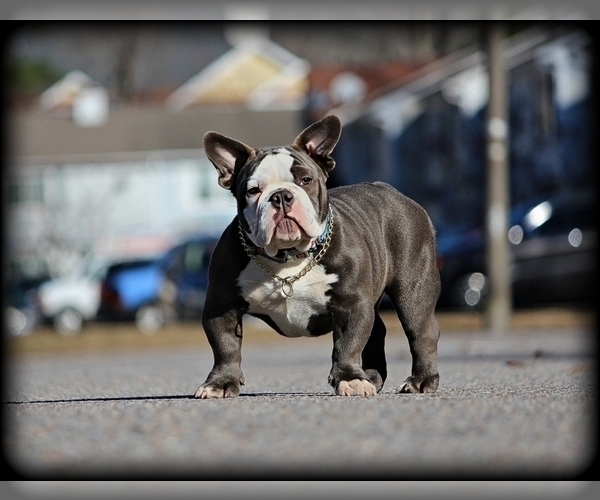 Medium Photo #2 American Bully Puppy For Sale in CHESAPEAKE, VA, USA