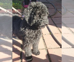 Small Photo #7 Poodle (Standard) Puppy For Sale in SAN BERNARDINO, CA, USA