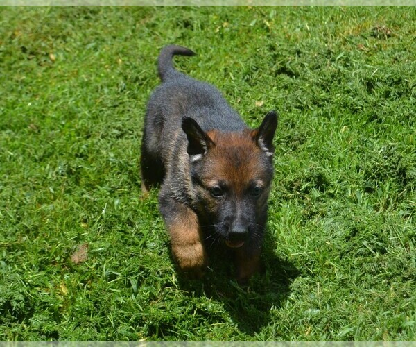 Medium Photo #4 German Shepherd Dog Puppy For Sale in POWDER SPRINGS, GA, USA