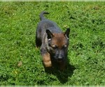 Small #3 German Shepherd Dog