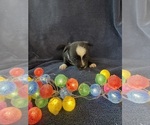 Small #4 Chi-Corgi