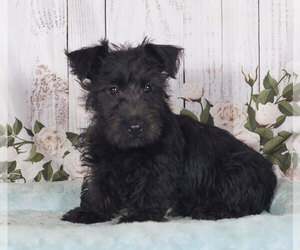 Scottish Terrier Puppy for sale in PENNS CREEK, PA, USA