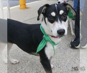 Sammy - Female Labrador Retriever-Unknown Mix Dog for Adoption - Photo #7