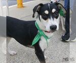 Small Photo #7 Labrador Retriever-Unknown Mix Puppy For Sale in Washington, DC, USA