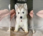 Small Photo #2 Siberian Husky Puppy For Sale in SHANDON, CA, USA