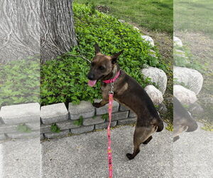 - Mix Dogs for adoption in Clinton , MI, USA