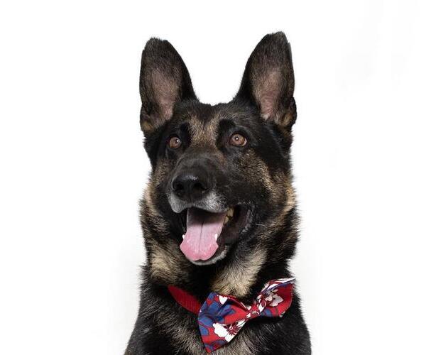 Medium Photo #3 German Shepherd Dog Puppy For Sale in Santa Maria, CA, USA