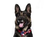 Small #2 German Shepherd Dog