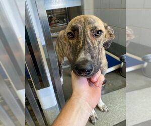 Mutt Dogs for adoption in San Antonio, TX, USA