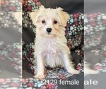 Small Photo #3 Poodle (Toy)-Yorkshire Terrier Mix Puppy For Sale in CLARE, IL, USA