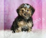 Puppy Snickerdoodle Yorkipoo